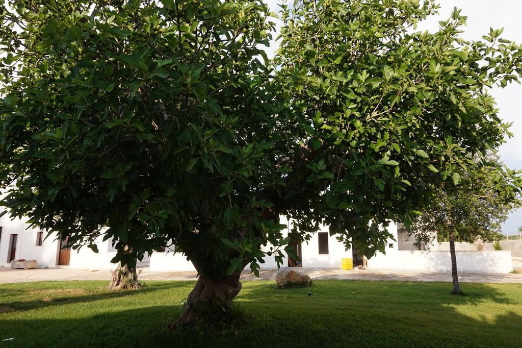 فيلا Masseria Pappo كوبرتينو المظهر الخارجي الصورة